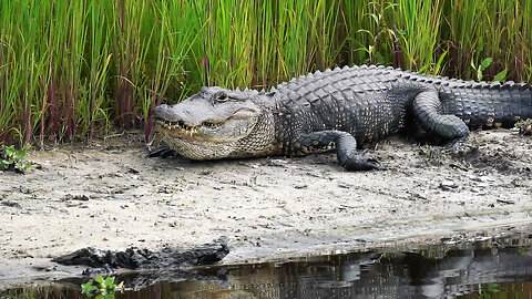 Wildlife Wonders of Myakka River State Park: Turtles, Ospreys, Deer & More!