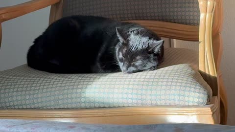Cute Precious Piper Sleeps in the Sunny Spot on Her Throne - My Adopted Shelter Cat Vlog