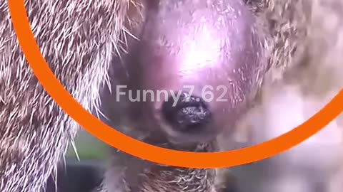 This Squirrel Has Unique Disease