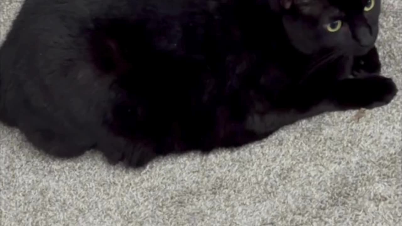 Cute Precious Piper Enjoys a Clean Office - My Adopted Shelter Cat Vlog #shorts