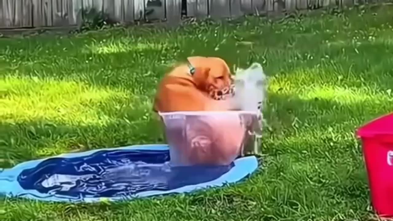 kind Hapoo
