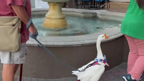 Goose on a Leash