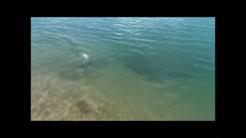 Catching rainbow trout