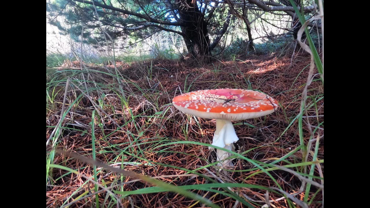 What is Amanita Muscaria?