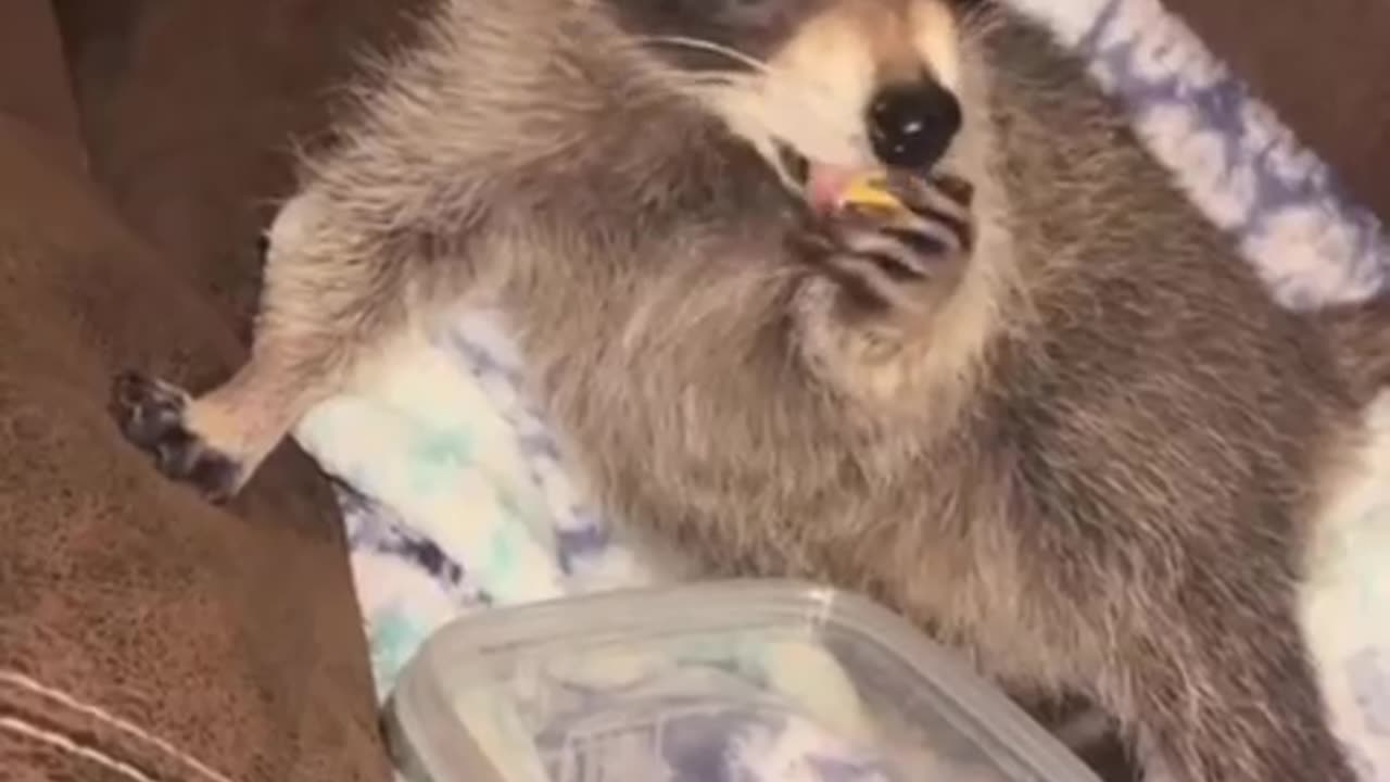 Raccoons