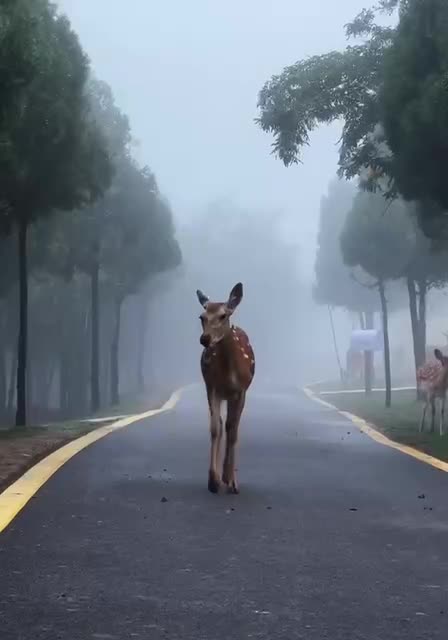 That’s a lot of fawns in one place