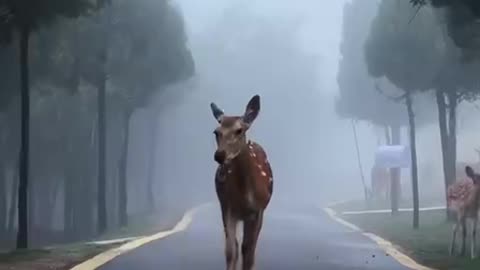 That’s a lot of fawns in one place