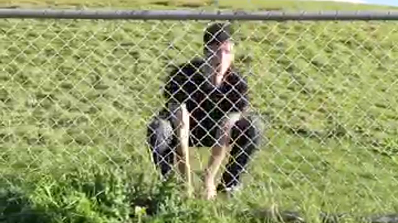 how animal get over a fence