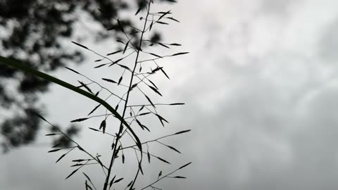 "Moody Rainy Sky | Natural Cloud Movement | Relaxing Nature Video [4K]"