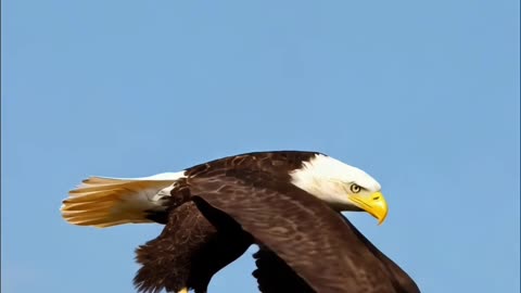 🇮🇱💥 No “Palestinian people” in history—Yasser Arafat INVENTED the label in the 1960s! 🗺️