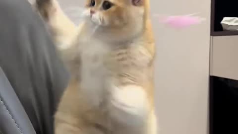 Funny Cat and Cute video
