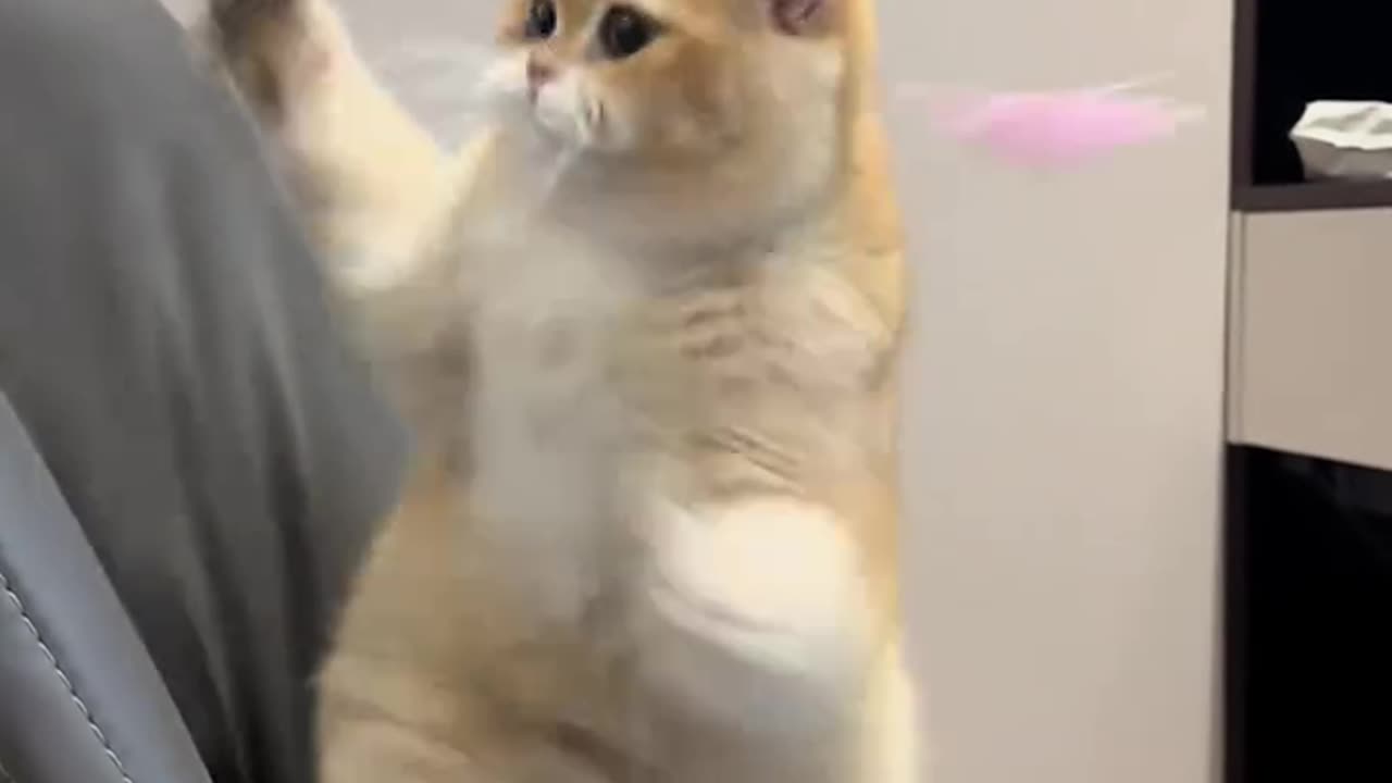 Funny Cat and Cute video