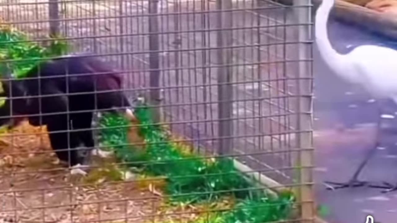 Technically video