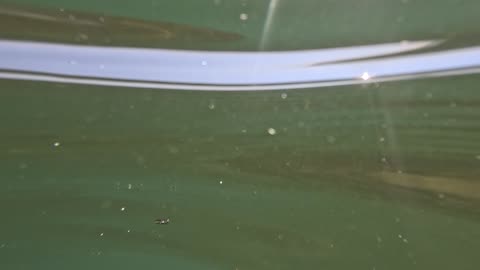 Underwater video at a lake