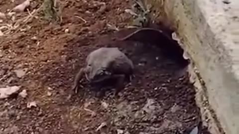 😂 The Funniest Animal Fails! | FunFM