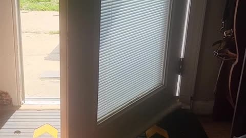 Daisy service dog and training closing doors