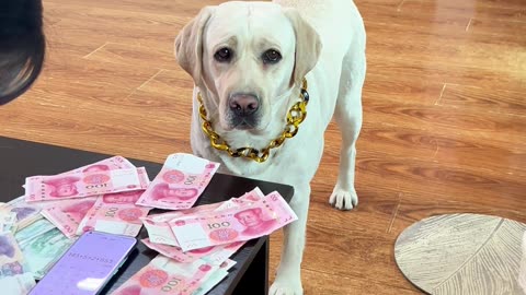 和狗子的配合越来越好了！The cooperation with the dog is getting better and better!