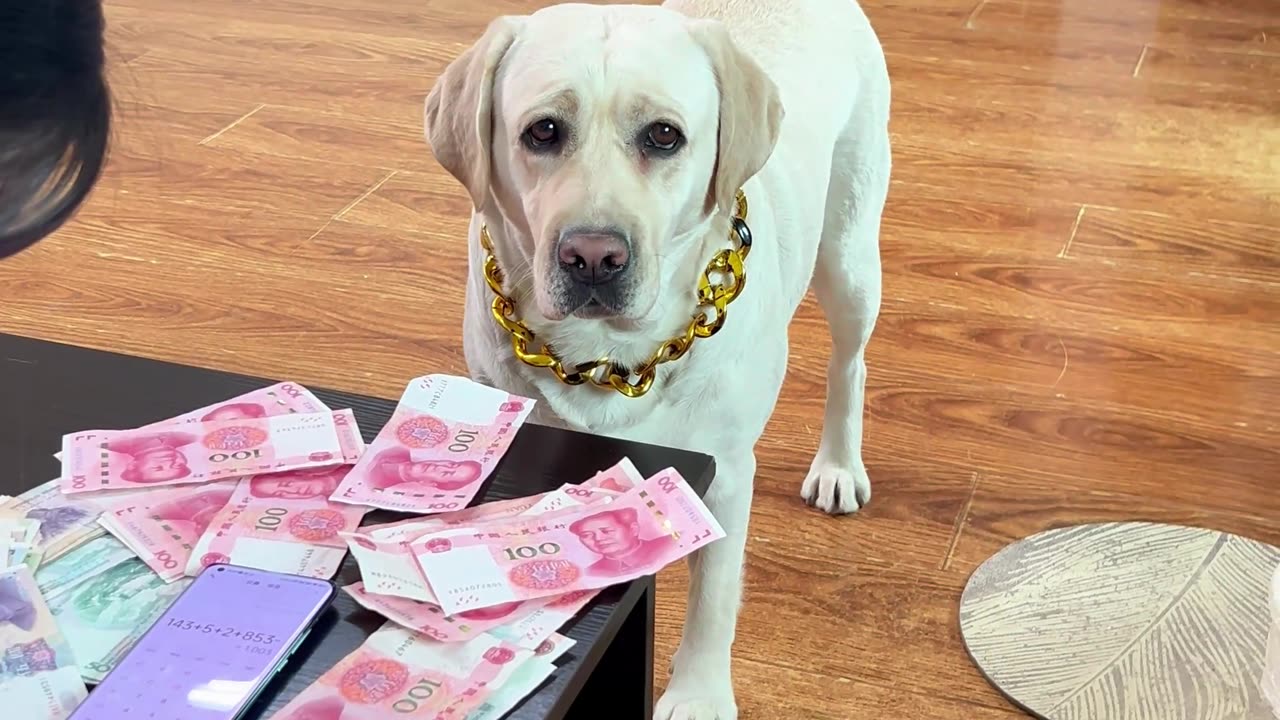 和狗子的配合越来越好了！The cooperation with the dog is getting better and better!
