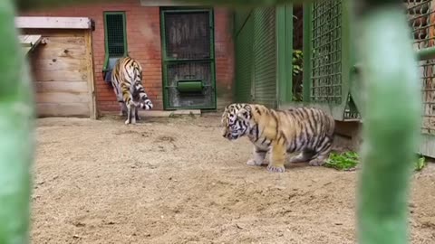Amur tiger cubs in Moscow Zoo