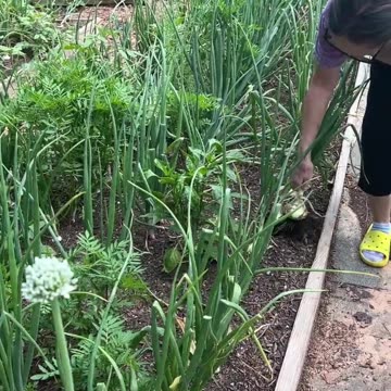 Which onion is the right onion?