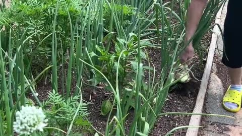 Which onion is the right onion?