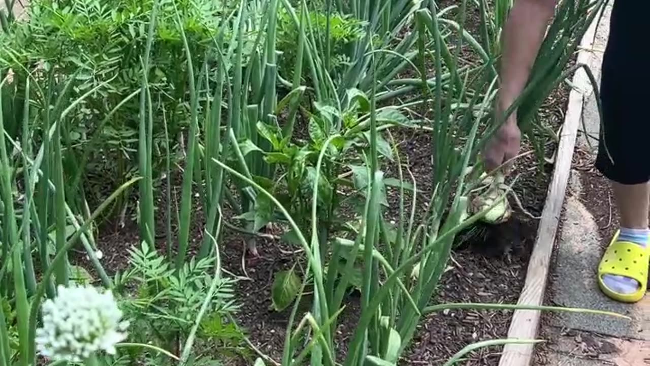 Which onion is the right onion?