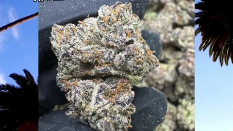 Pop Rocks | Exotic Indica | 25% THCa | Euphoric & Creative | Caryophyllene + Terpinolene #thca