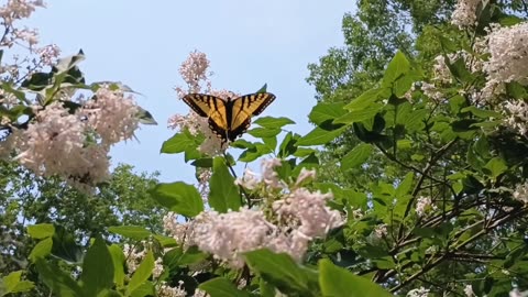 Swallowtail Butterfly