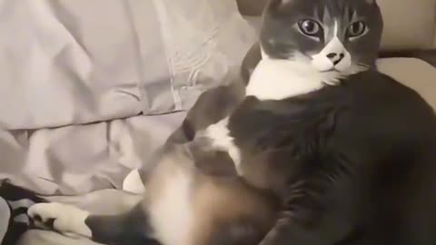 Their mom put too much yeast on them, they look soo big fluffy and fat furry ball creature