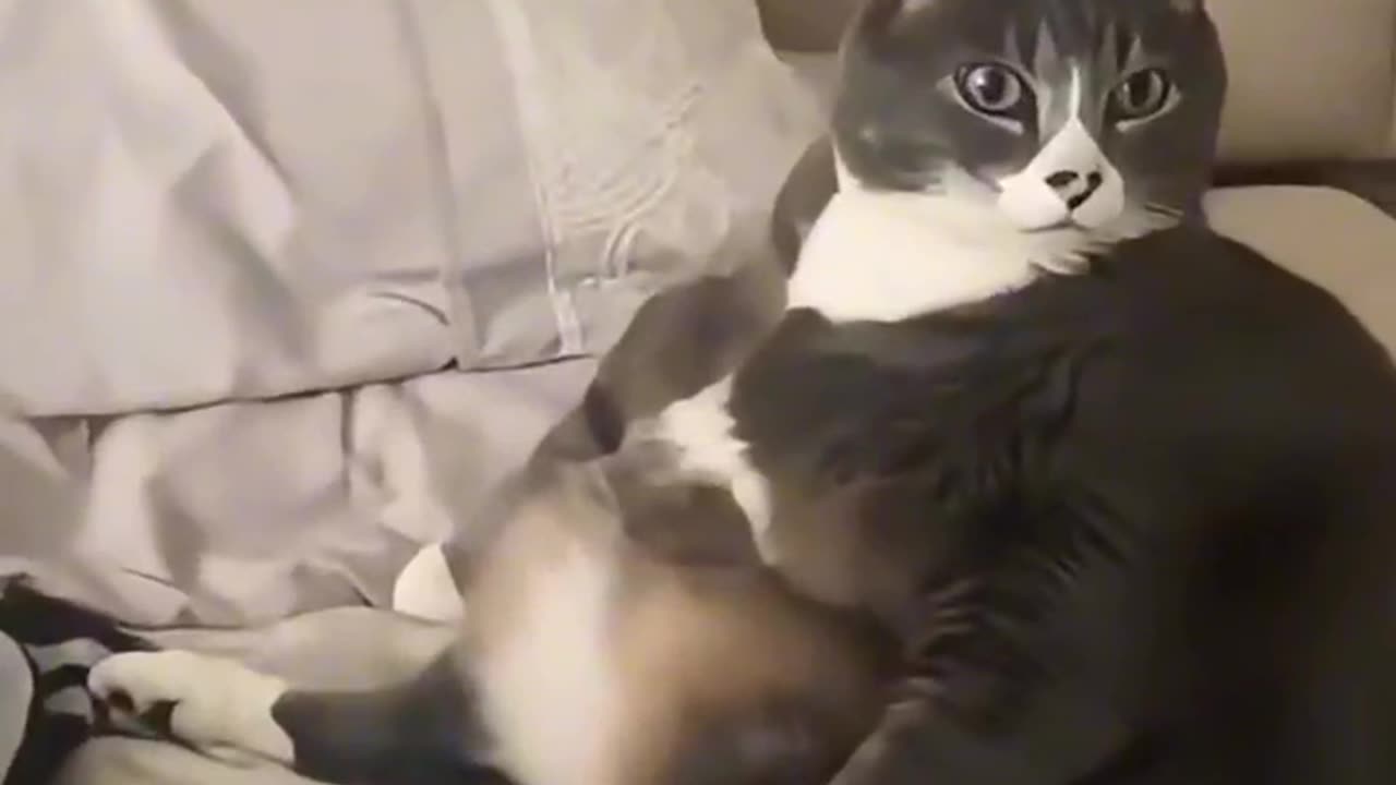 Their mom put too much yeast on them, they look soo big fluffy and fat furry ball creature