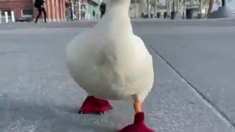 🦆😂 When I Grow Up, I Want to Be a Duck: The Cutest Kids' Dreams Ever! | FunFM