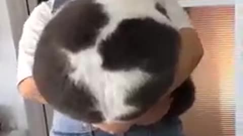 Funny animal videos