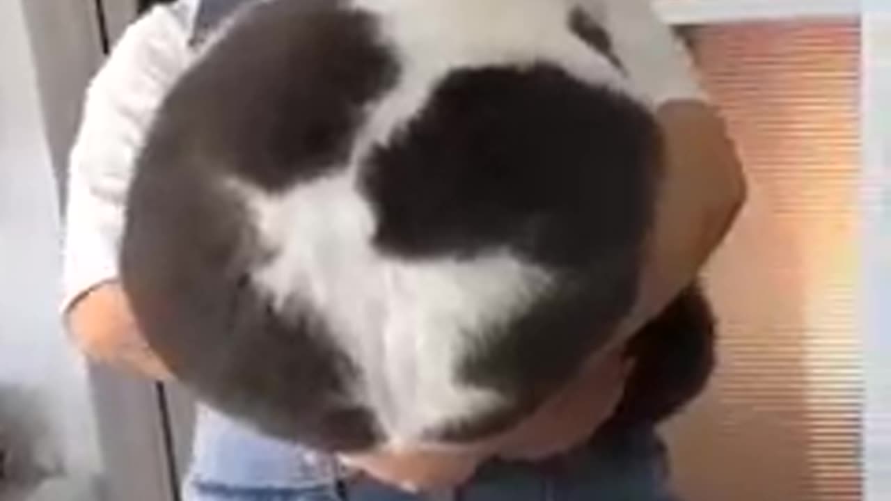 Funny animal videos