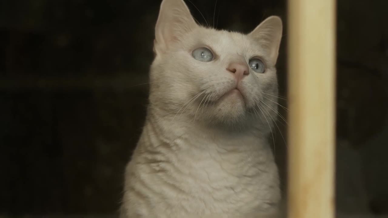 funny animals/funny cats/dogs funny video best video of 2025