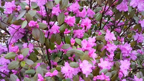Rhododendron