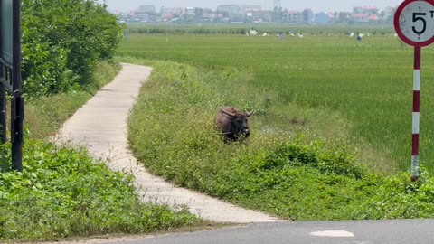 Wildlife in Hoi An, Vietnam