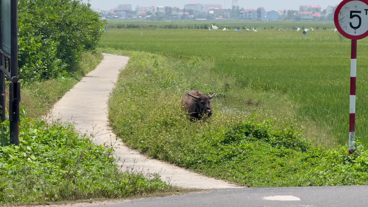 Wildlife in Hoi An, Vietnam