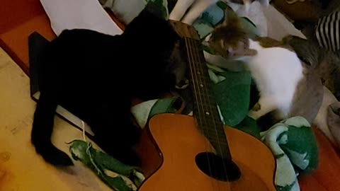 kittens and the guitar