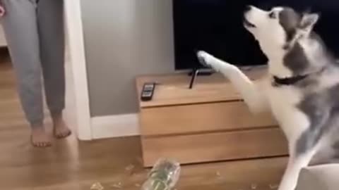 Funny videos 🤣 of dogs and cats 😂