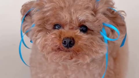 Adorable Maltese Says 'I Love You' 😍🗣️ Cutest Dog Ever!