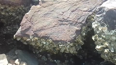Filming the rocks on the still-dry beach, there clam and oyster shells on it [Nature & Animals]
