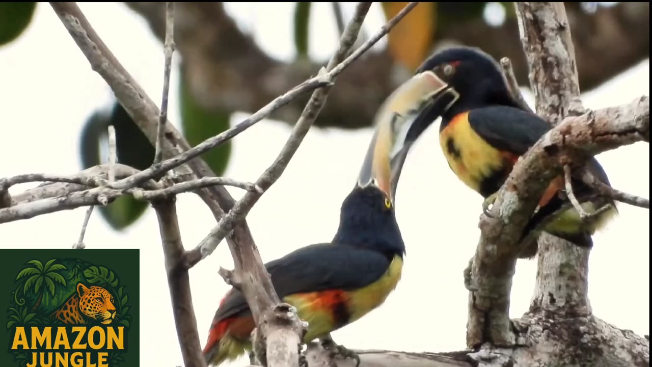 Collared Aracari – Colorful Amazon Toucan 🦜🌿 | Rare Jungle Bird Footage
