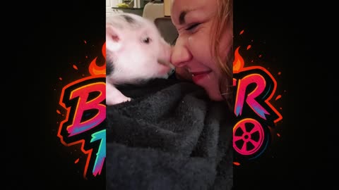 🐽 😂 Adorable Piglet Fails - Must Watch!