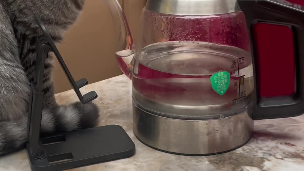 What kind of martial arts is this cat practicing