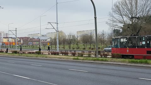 Stado dzików przekracza ul. Szosa Lubicka