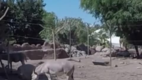 Somali donkey