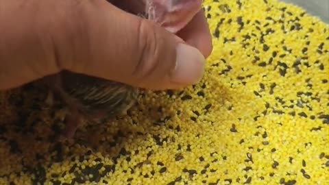Baby Duck Eats Like a Beast! So Cute and Funny!