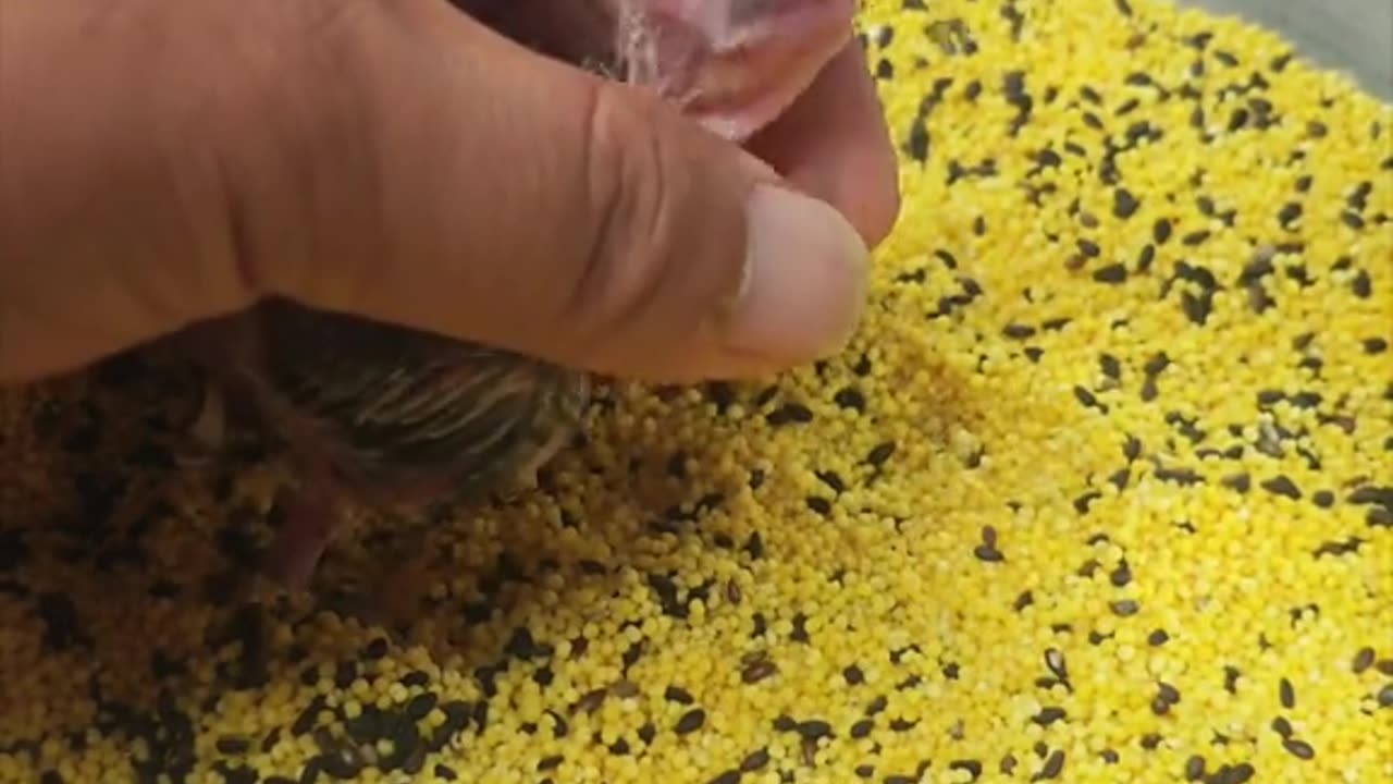 Baby Duck Eats Like a Beast! So Cute and Funny!