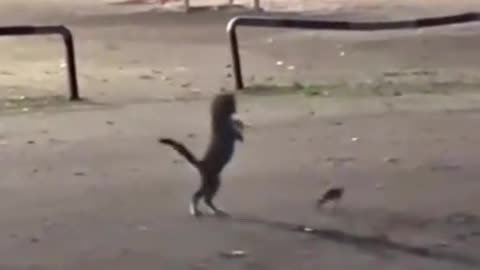Cat found a Frog