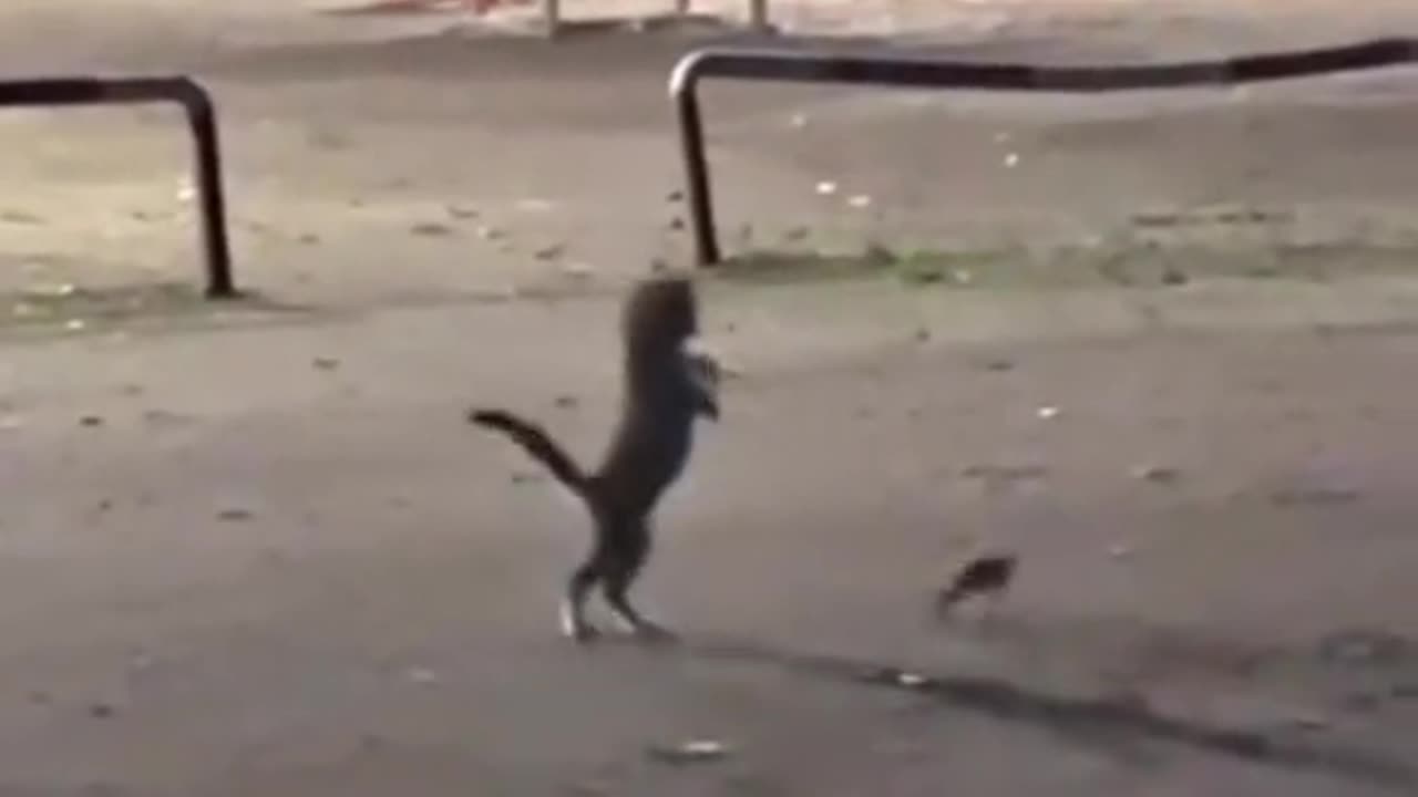 Cat found a Frog